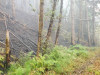 Holiday Farm Fire 2020