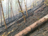 Holiday Farm Fire 2020