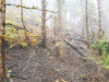 Holiday Farm Fire 2020