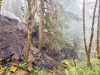 Holiday Farm Fire 2020