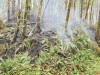 Holiday Farm Fire 2020