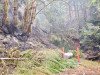 Holiday Farm Fire 2020