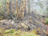 Holiday Farm Fire 2020
