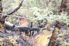 Holiday Farm Fire 2020
