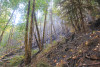 Holiday Farm Fire 2020