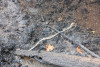 Holiday Farm Fire 2020