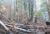 Holiday Farm Fire 2020