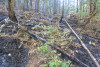 Holiday Farm Fire 2020