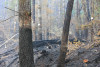 Holiday Farm Fire 2020