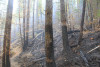 Holiday Farm Fire 2020