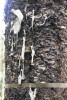 Holiday Farm Fire 2020