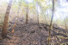 Holiday Farm Fire 2020