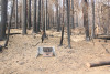 Holiday Farm Fire 2020