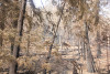 Holiday Farm Fire 2020