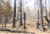 Holiday Farm Fire 2020