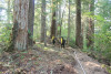 Watershed 2 Post Fire October 2020
