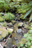 Stream Invertebrate Sampling 2021