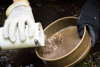 The Surber sample cup is emptied into a sieve