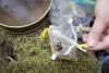 The preserved sample from the Surber sampler, with detritus and stream invertebrates