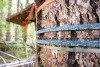 Canopy Ecology Field Work 2021