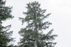 Canopy Ecology Field Work 2021