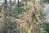 Canopy Ecology Field Work 2021
