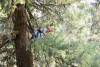 Canopy Ecology Field Work 2021