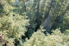 Canopy Ecology Field Work 2021