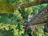 Canopy Ecology Field Work 2021