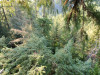 Canopy Ecology Field Work 2021