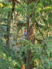 Canopy Ecology Field Work 2021