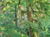 Canopy Ecology Field Work 2021