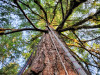Canopy Ecology Field Work 2021