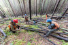 Post-fire vegetation survey WS1 2021