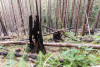Post-fire vegetation survey WS1 2021