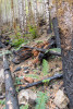 Post-fire vegetation survey WS1 2021