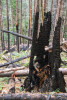 Post-fire vegetation survey WS1 2021