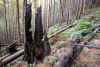 Post-fire vegetation survey WS1 2021