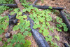 Post-fire vegetation survey WS1 2021