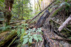 Post-fire vegetation survey WS1 2021