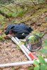 Post-fire vegetation survey WS1 2021