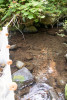 Mack Creek Vertebrates Study 2021