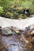 Mack Creek Vertebrates Study 2021
