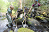 Mack Creek Vertebrates Study 2021