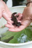 Mack Creek Vertebrates Study 2021