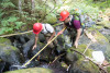 Mack Creek Vertebrates Study 2021