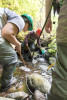 Mack Creek Vertebrates Study 2021
