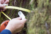 Pacific Northwest Permanent Sample Plot Program, Field work 2021