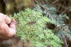 Pacific Northwest Permanent Sample Plot Program, Field work 2021