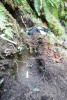 soil hydrology in Watershed 2